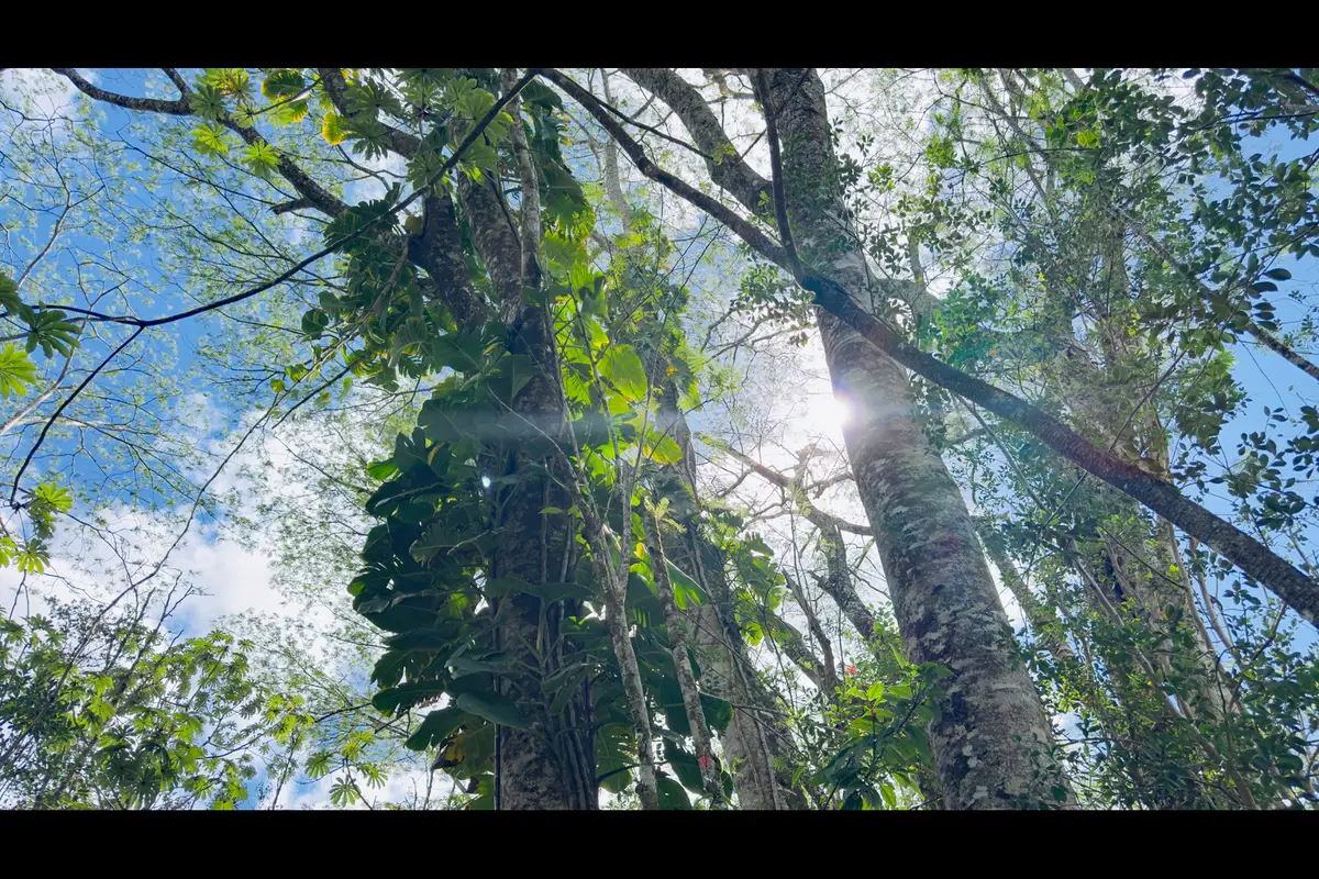 Plumeria Rd, Pahoa, HI 96778 - #1