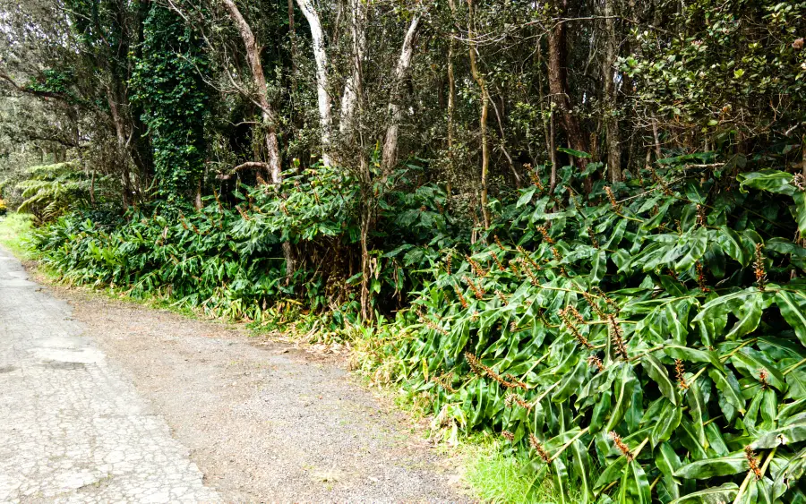 19-4164 Alanui Iiwi Rd, Volcano, HI 96785 - #3