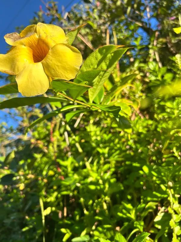 Kahoolawe Rd, Pahoa, HI 96778