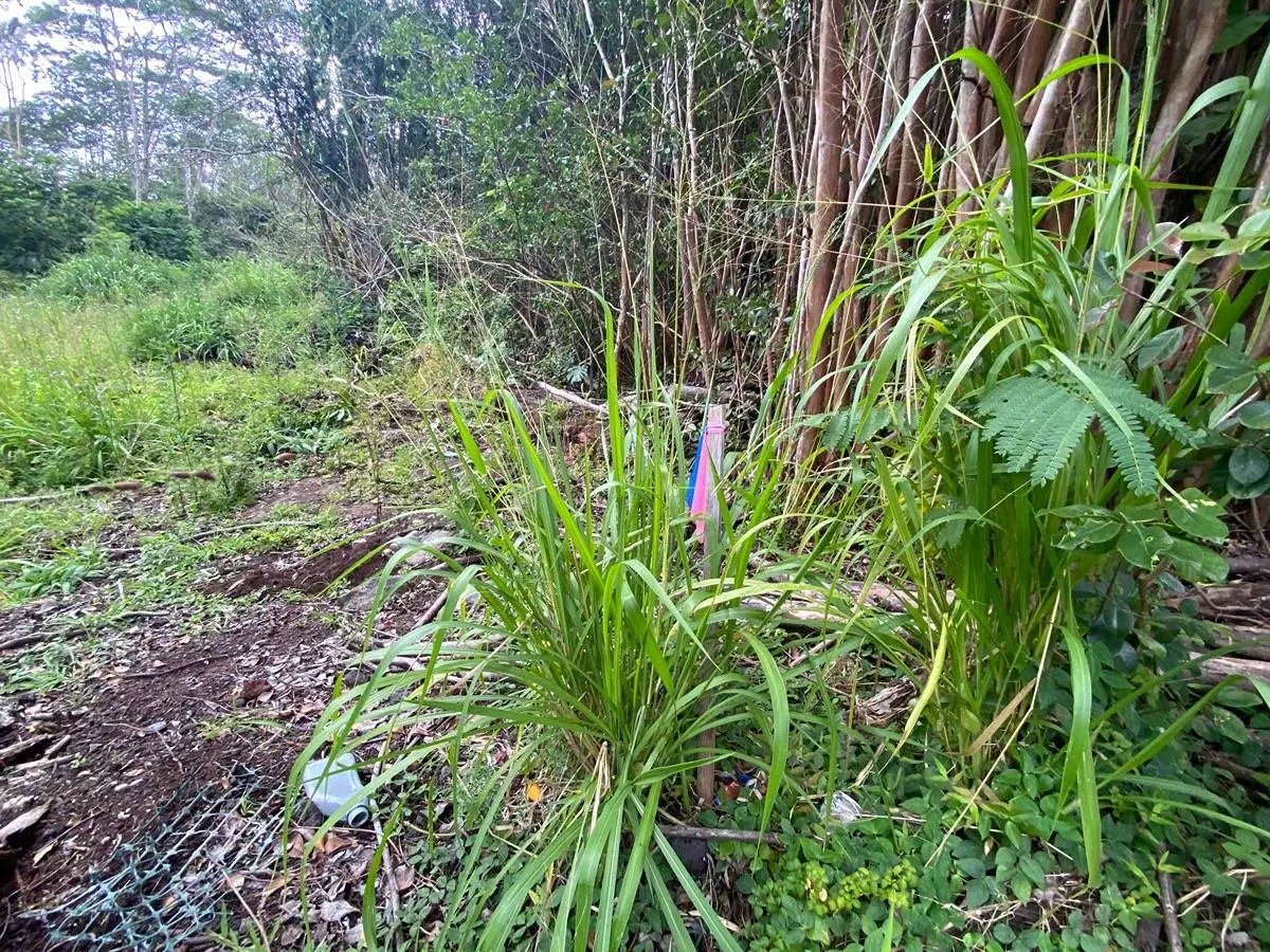 Diamond Head Dr, Pahoa, HI 96778 - #1