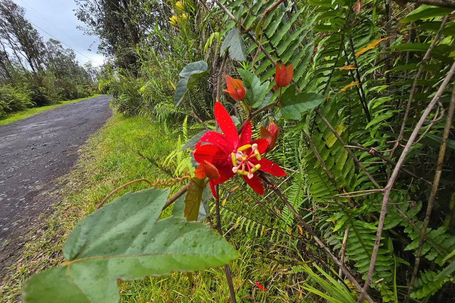 Road 9 (koloa Maoli), Kurtistown, HI 96760 - #2
