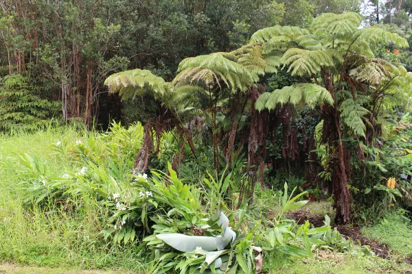 Komo St, Mountain View, HI 96771