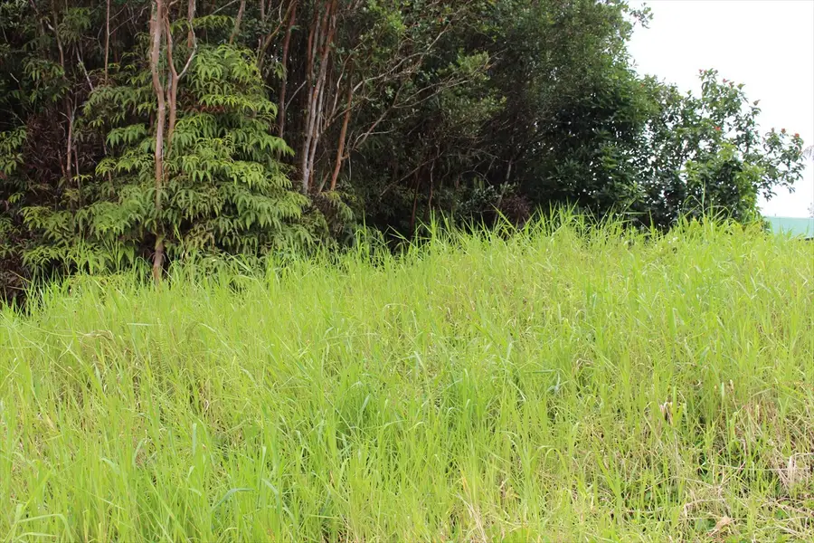 Komo St, Mountain View, HI 96771 - #3