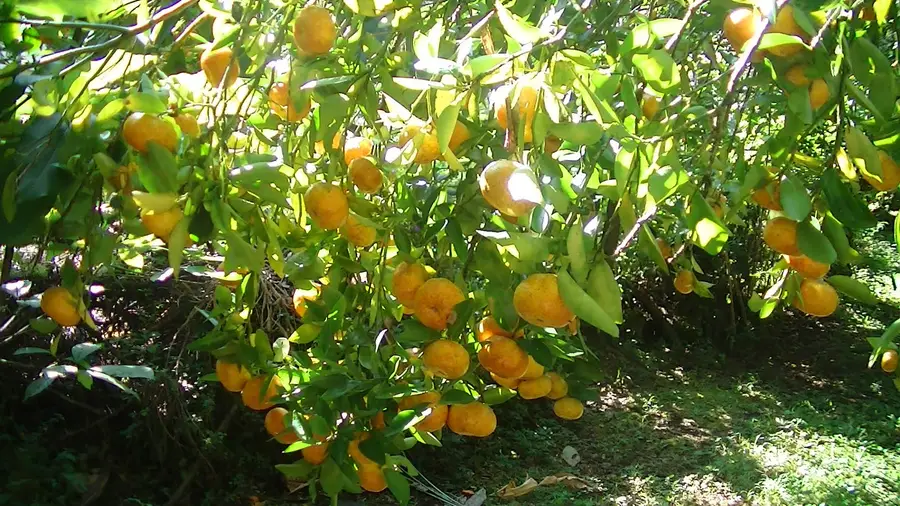 41st Ave, Pahoa, HI 96760 - #3