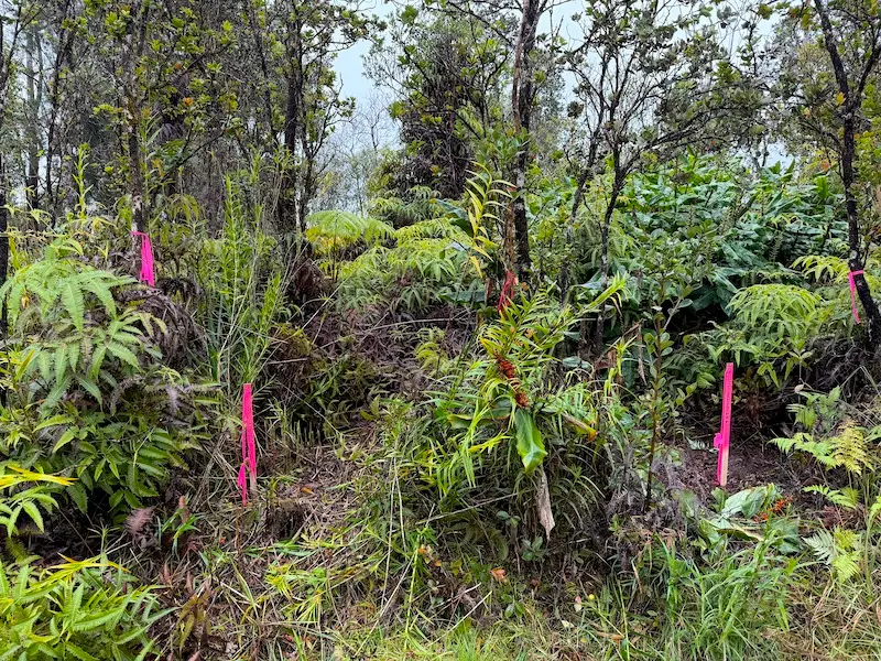 Anuhea St, Volcano, HI 96785 - #3