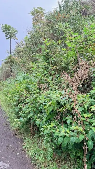 Oahu St, Mountain View, HI 96771 - #2