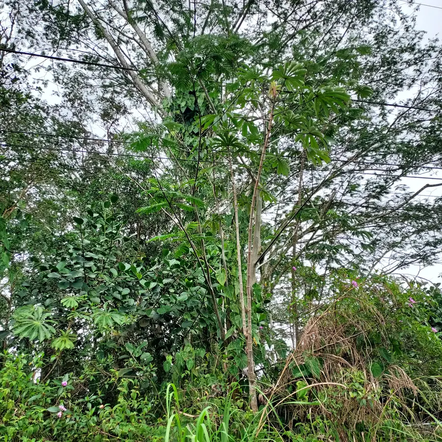 Paradise Ct, Kurtistown, HI 96760 - #2