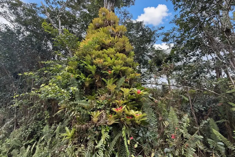 Kumakahi St, Pahoa, HI 96778 - #3