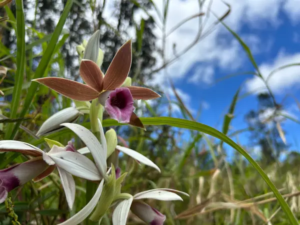 Plumeria St, Mountain View, HI 96771