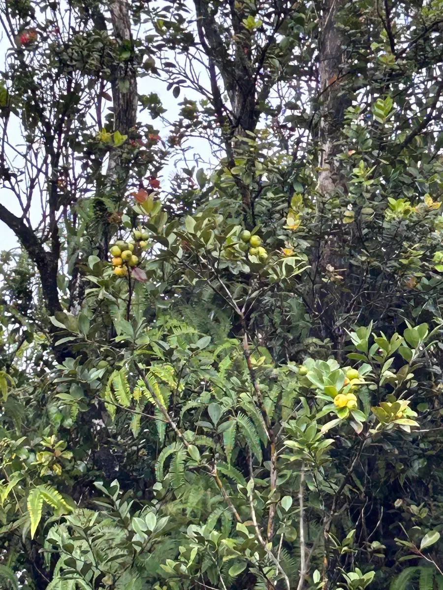 11-2496 Makoa Rd, Volcano, HI 96785 - #3