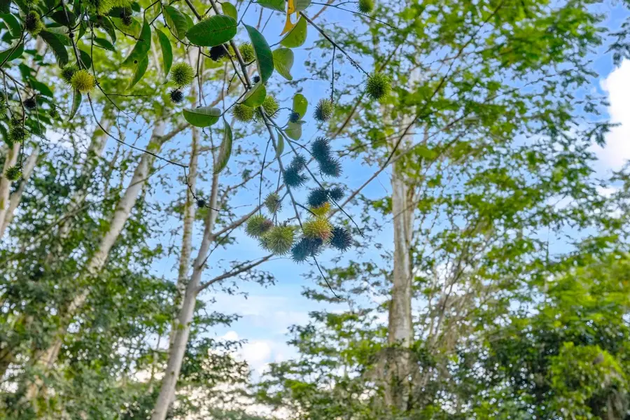 17-855 Olaa Rd, Kurtistown, HI 96760 - #3