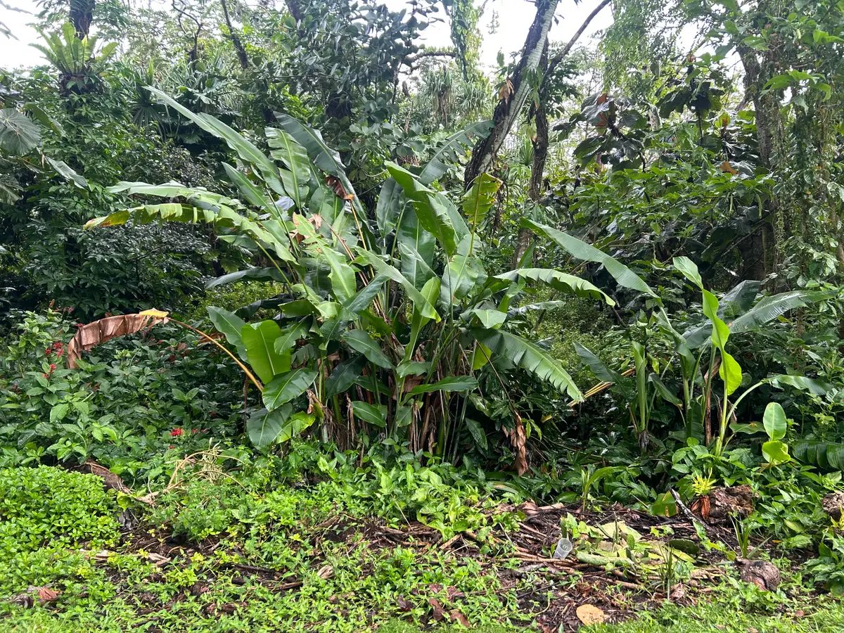 15-2715 Opelu St, Pahoa, HI 96778 - #1