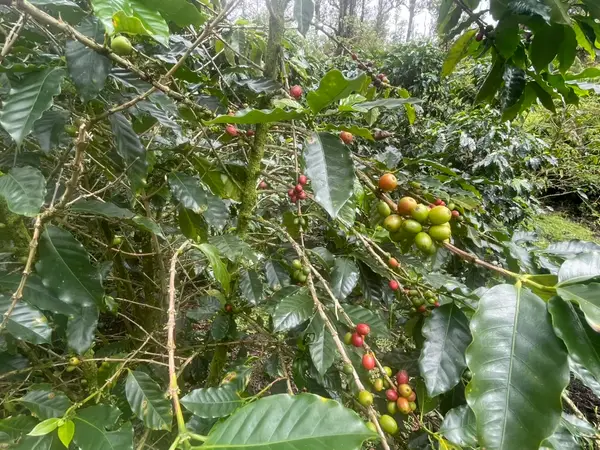 Kokokahi Rd, Volcano, HI 96785