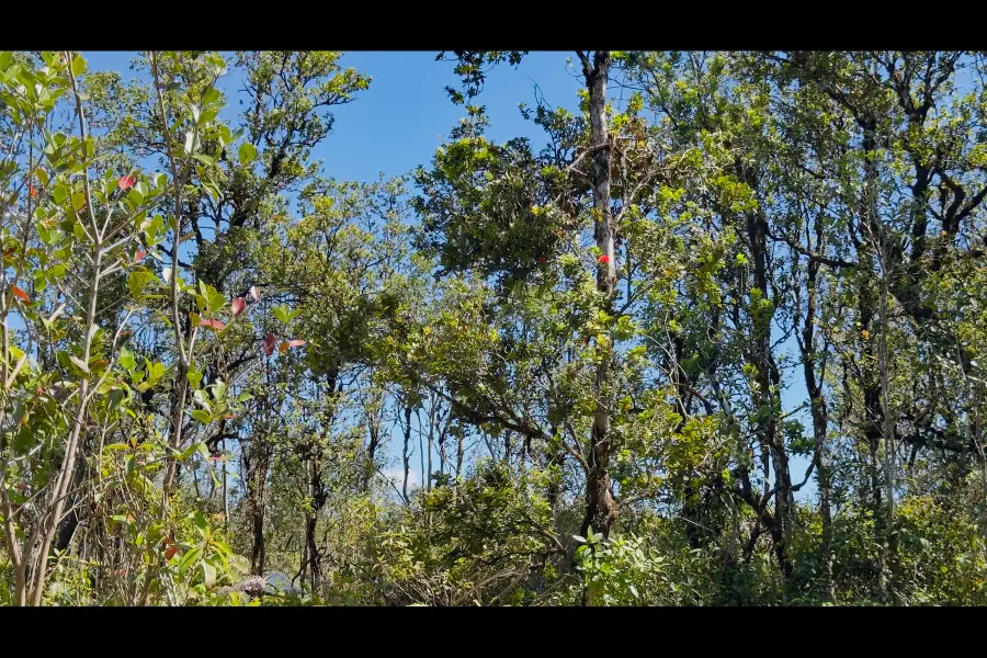 Pikake St, Mountain View, HI 96771 - #2