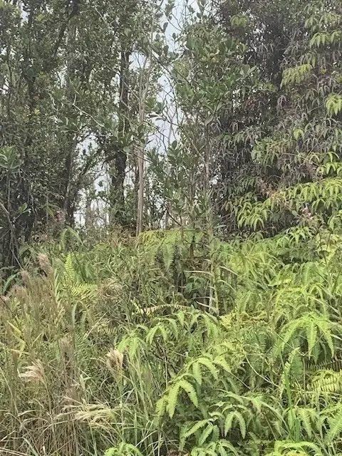 Kokokahi Rd, Volcano, HI 96785 - #2