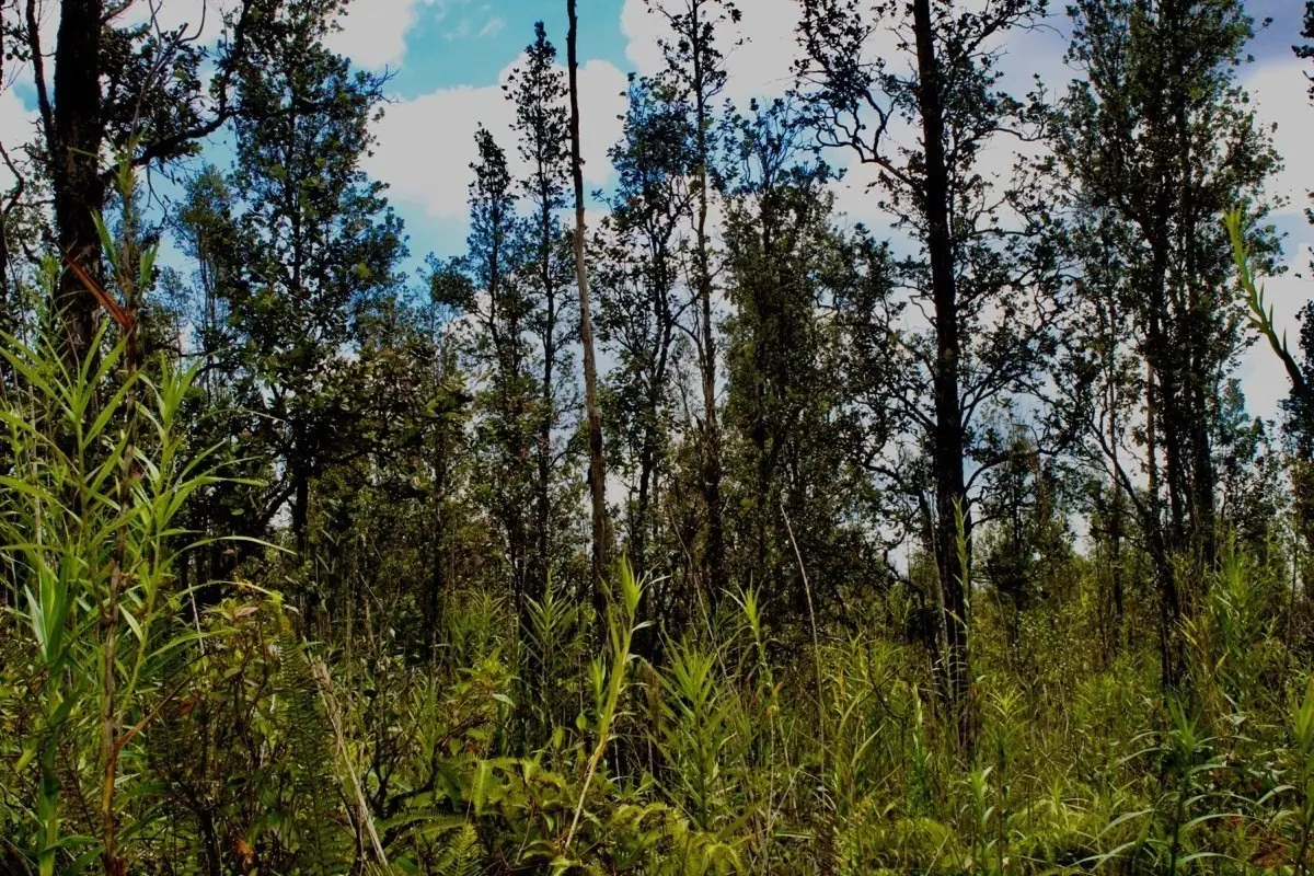 Road 6 (ooaa), Kurtistown, HI 96760 - #1