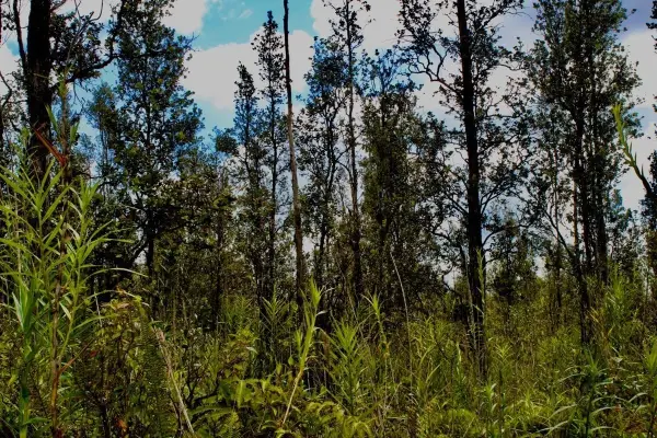 Road 6 (ooaa), Kurtistown, HI 96760