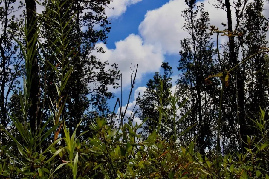 Road 6 (ooaa), Kurtistown, HI 96760 - #2