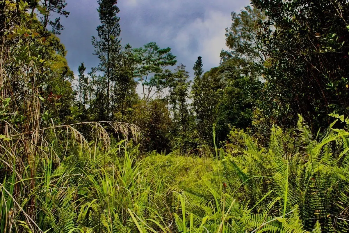 Road 4 (io Kea), Kurtistown, HI 96760 - #1