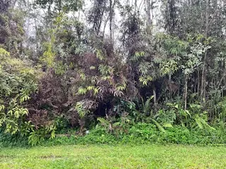Maui Rd, Pahoa, HI 96778 - #2
