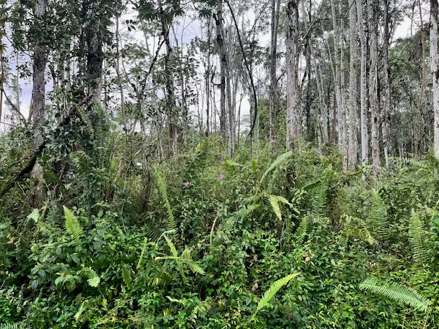 Hawaii Rd, Pahoa, HI 96778 - #2