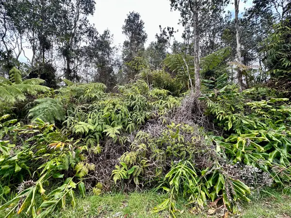 Liona St, Volcano, HI 96785