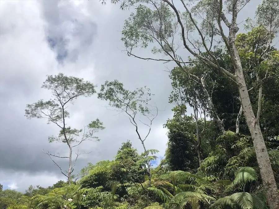 Ihope Rd, Mountain View, HI 96771 - #3