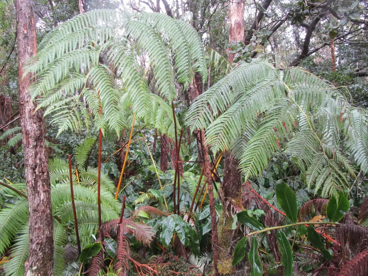 Address Withheld By Seller, Volcano, HI 96785 - #1