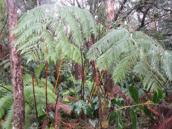 Address Withheld By Seller, Volcano, HI 96785