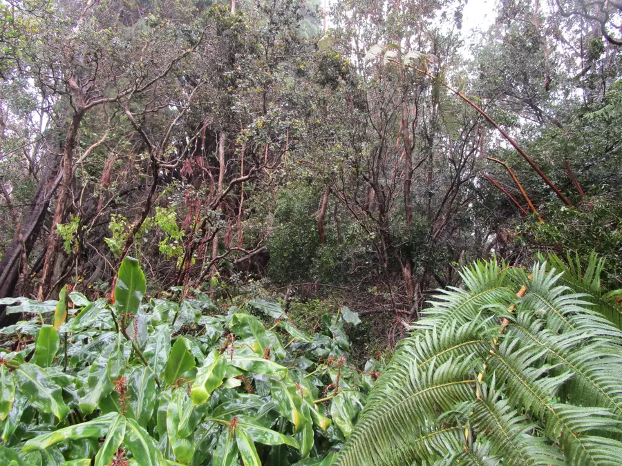 Address Withheld By Seller, Volcano, HI 96785 - #2