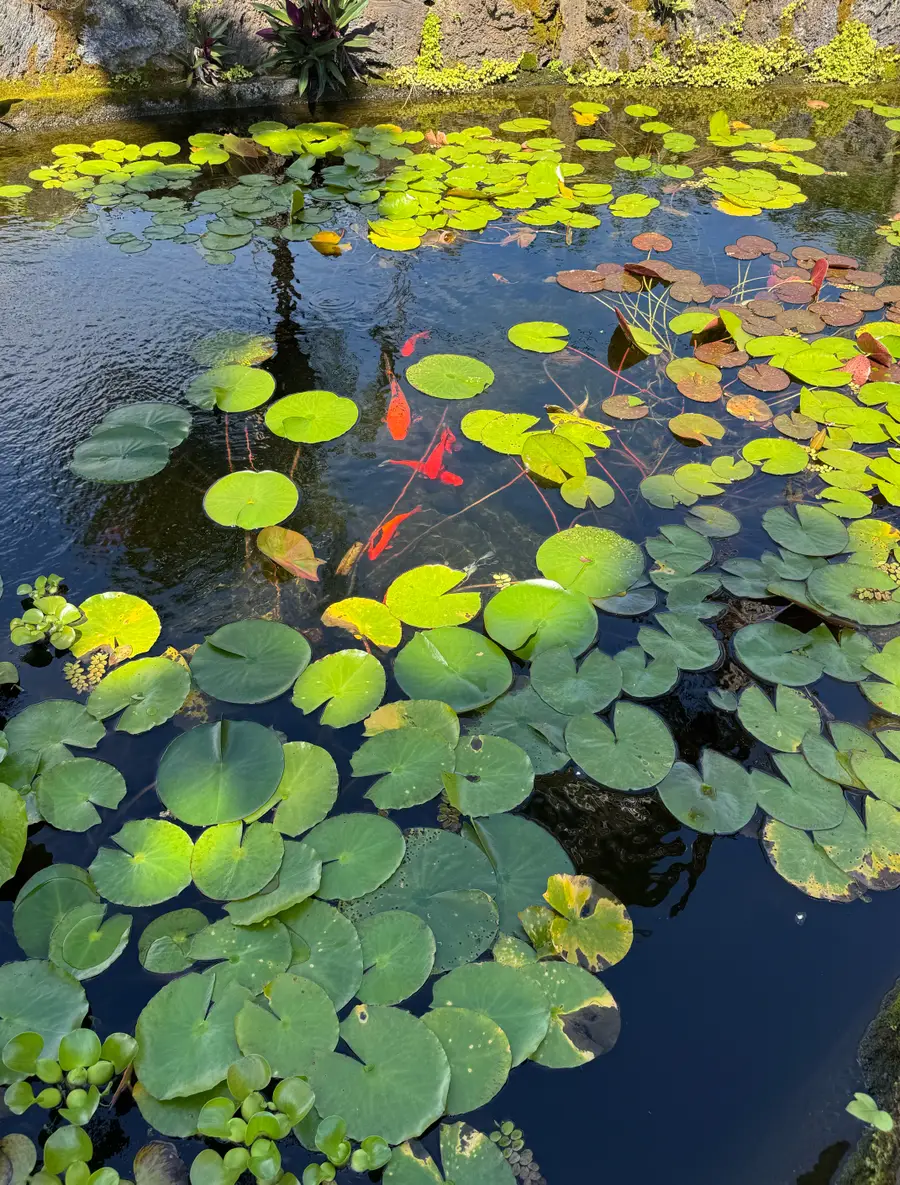 88-646 Papa Bay Dr, Captain Cook, HI 96704 - #3