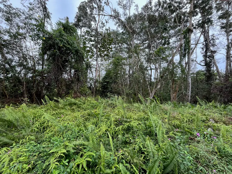 Iao St, Pahoa, HI 96778 - #2