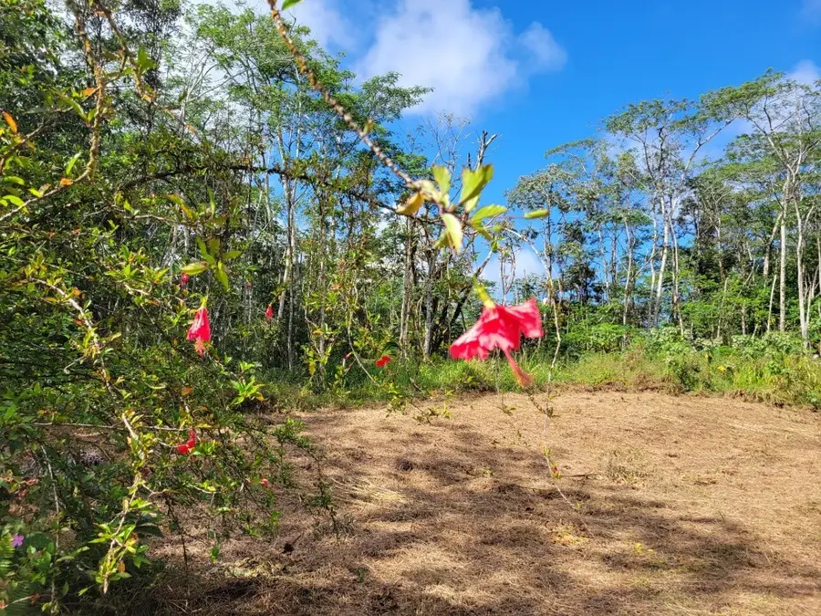 Plumeria Rd, Pahoa, HI 96778 - #2