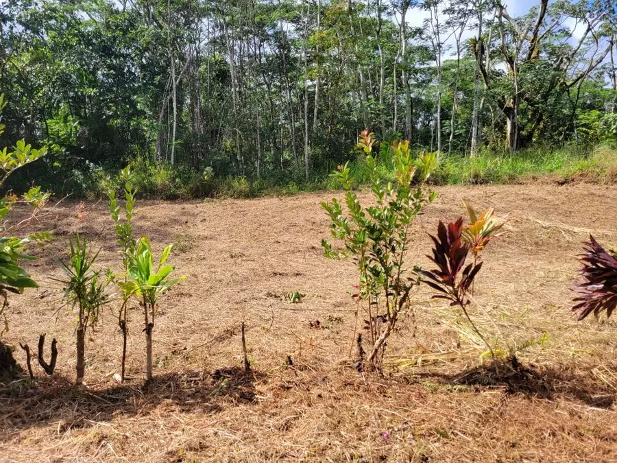 Plumeria Rd, Pahoa, HI 96778 - #3