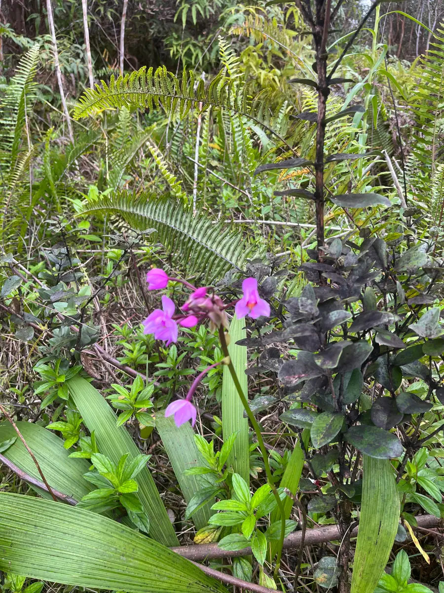 Road 10 (poouli), Kurtistown, HI 96760 - #2