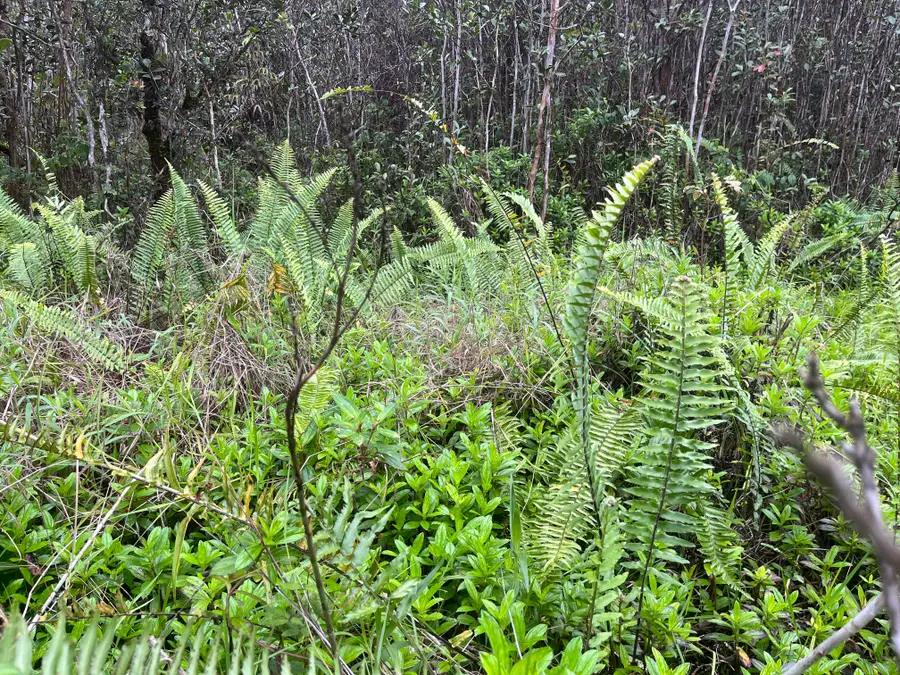 Road 10 (poouli), Kurtistown, HI 96760 - #3