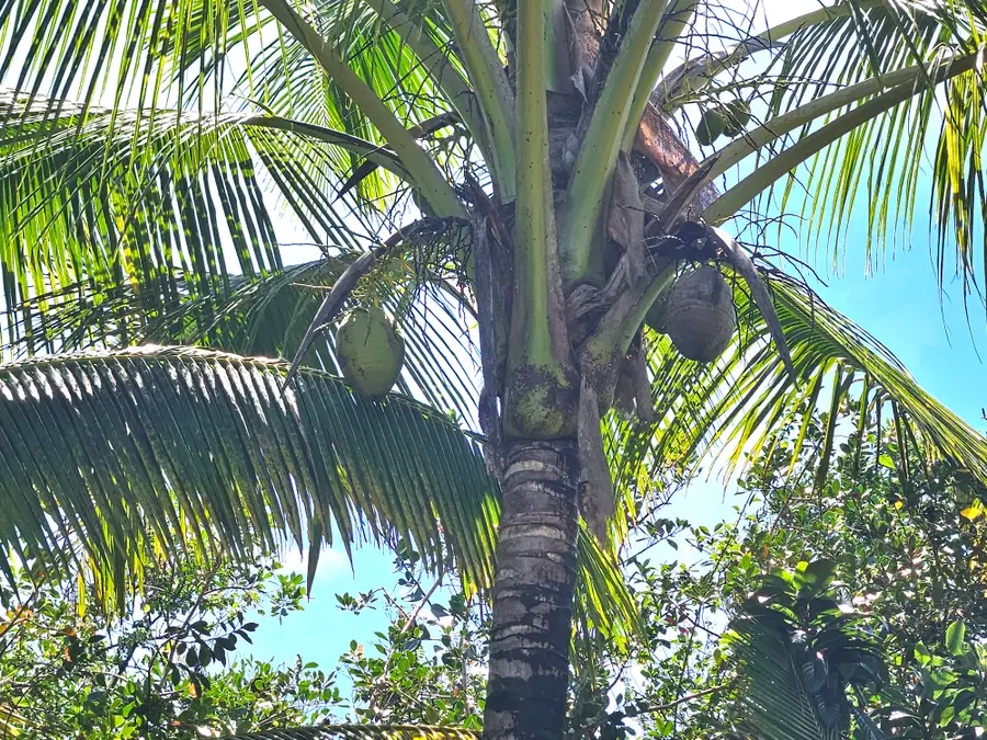 15-741 Puni Mauka Loop, Pahoa, HI 96778 - #3