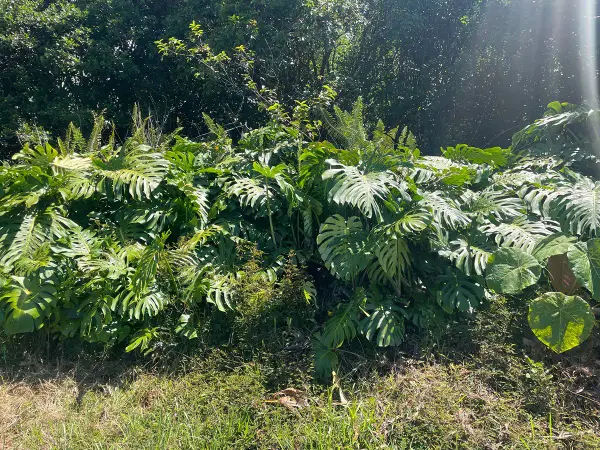 Manini St, Pahoa, HI 96778