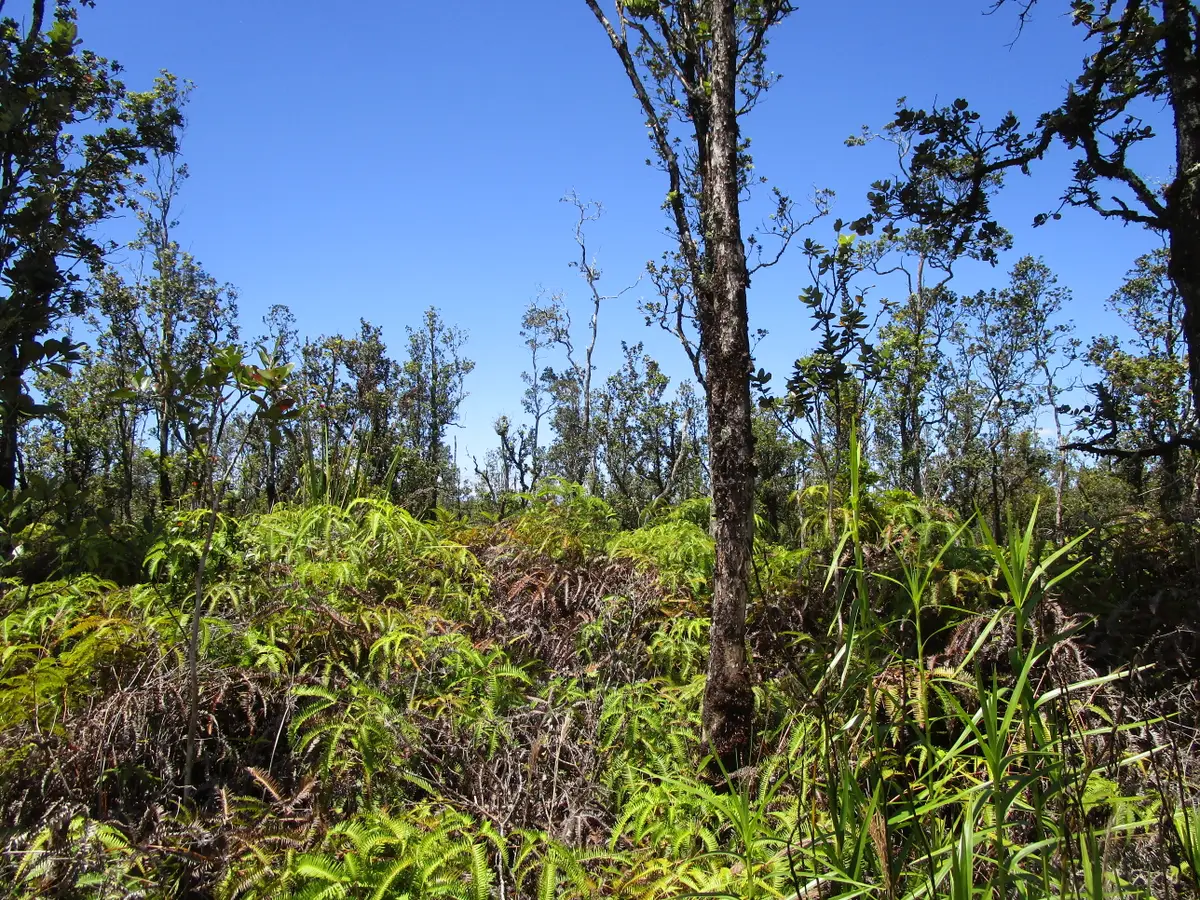 Noio St, Mountain View, HI 96771 - #1