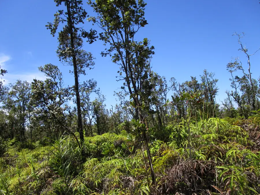 Noio St, Mountain View, HI 96771 - #2