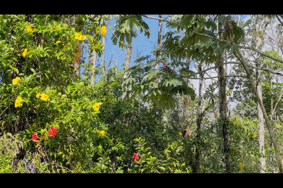 13th Ave, Keaau, HI 96749 - #2