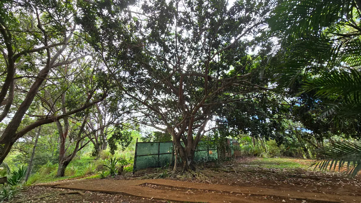 3215-C Wawae Rd, Kalaheo, HI 96741 - #1