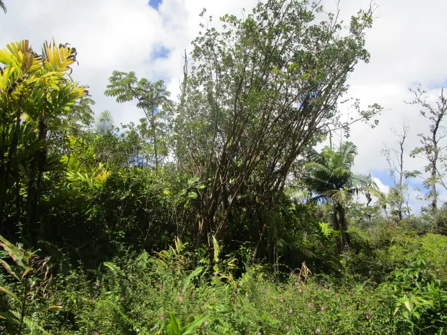 13-3591 Pomaikai St, Pahoa, HI 96778 - #3