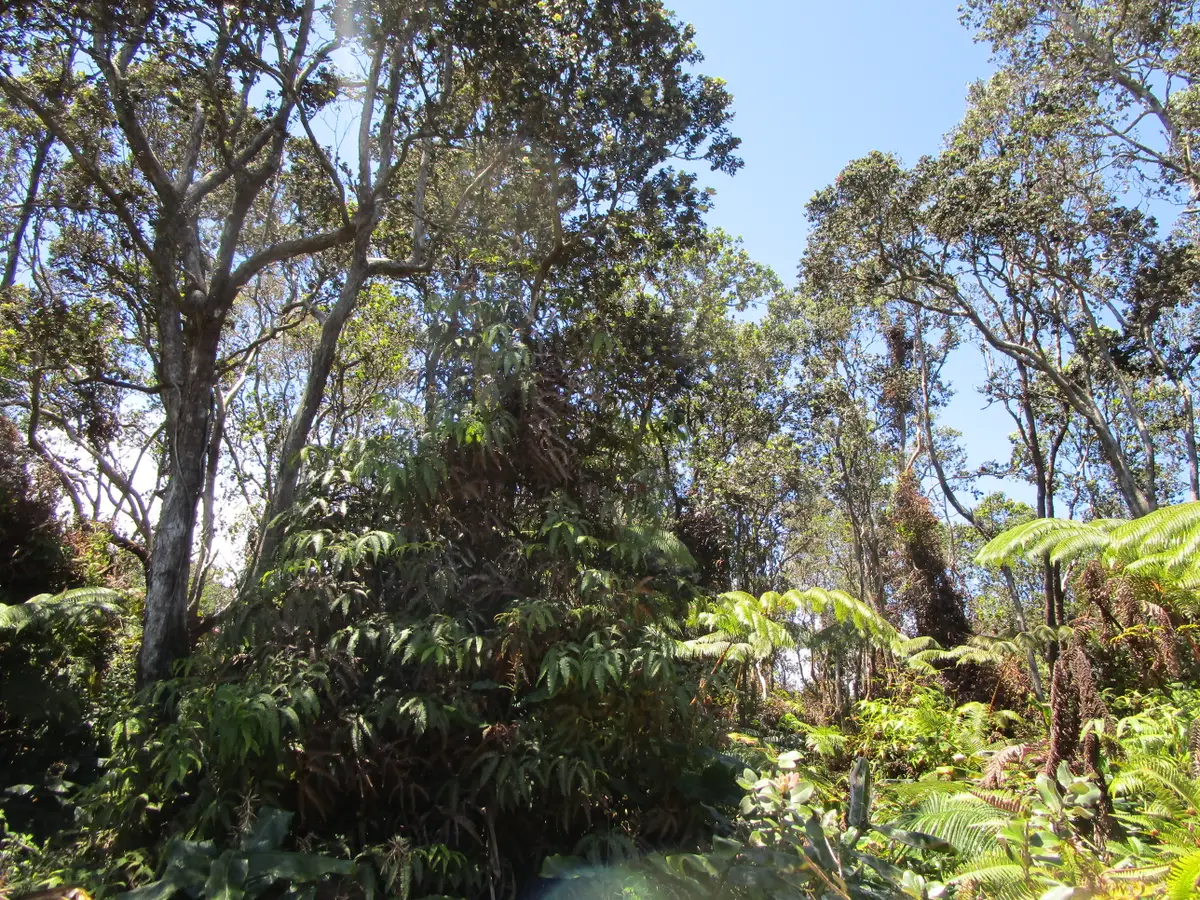 Nahelenani St, Volcano, HI 96785 - #1