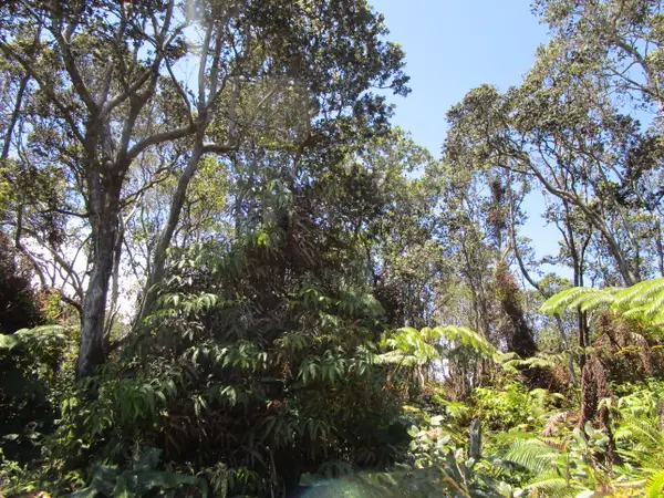 Nahelenani St, Volcano, HI 96785