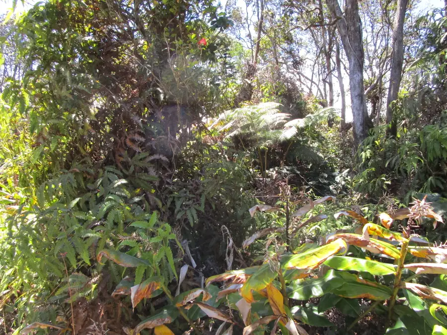 Nahelenani St, Volcano, HI 96785 - #3