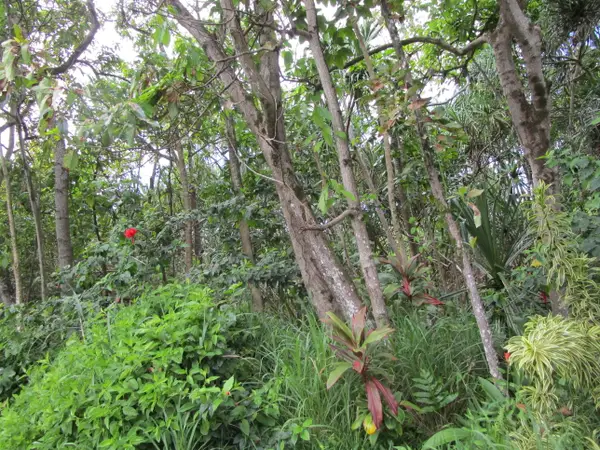 Kekainehe St, Pahoa, HI 96778