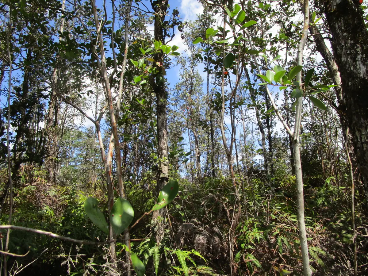 Road 11 (pulelehua), Kurtistown, HI 96760 - #1