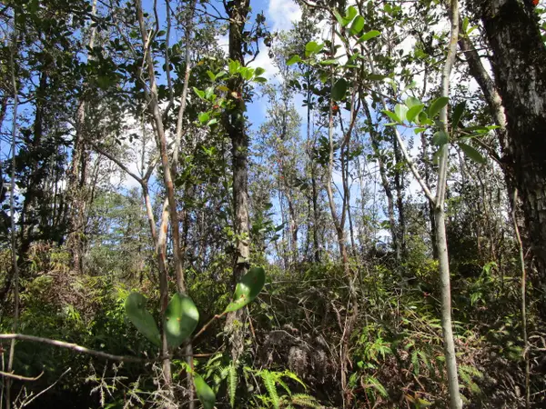 Road 11 (pulelehua), Kurtistown, HI 96760