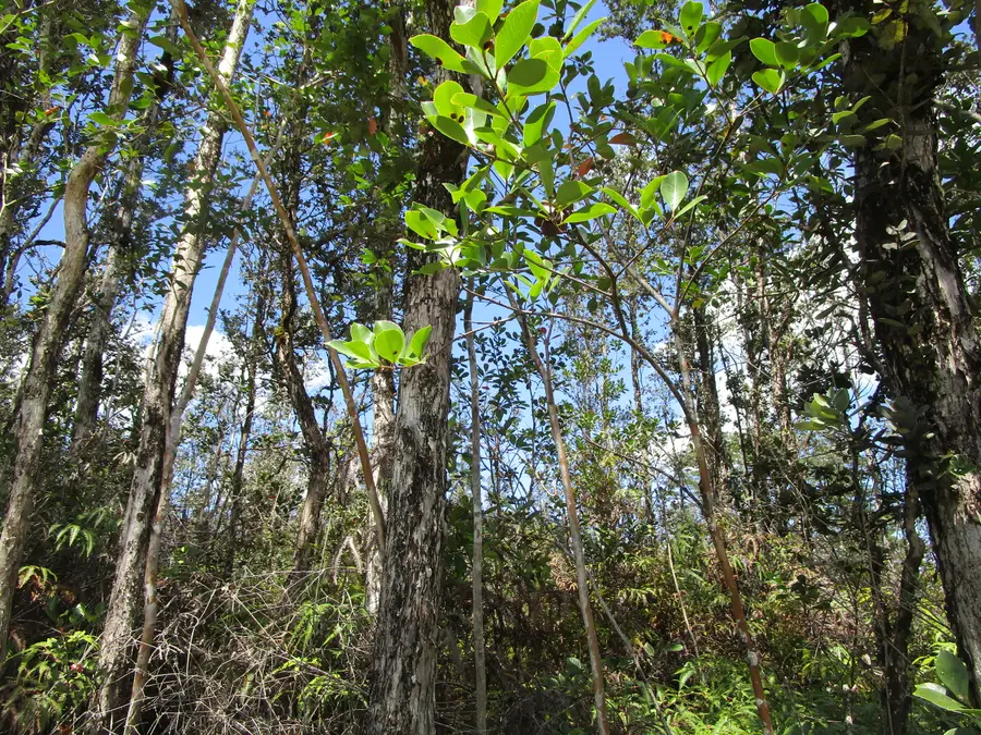 Road 11 (pulelehua), Kurtistown, HI 96760 - #2